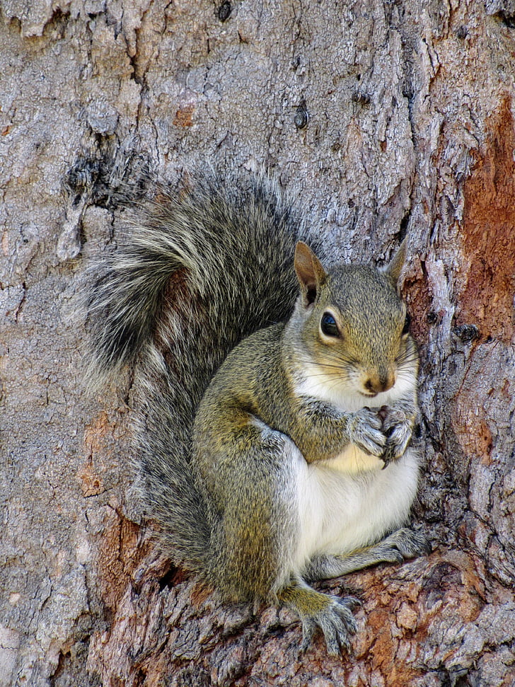 the squirrel, forest, tree, nature, wild animal, detail, mammal