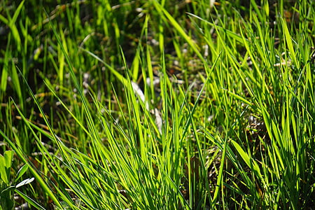 grass, halme, meadow, green, shady, grasses, blades of grass