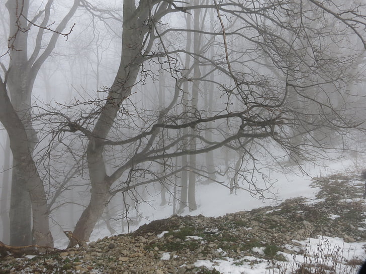 winter, mist, bos, koude