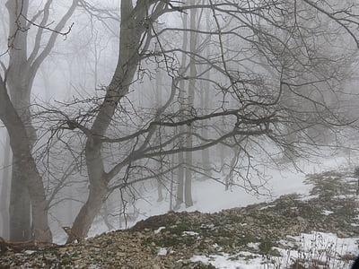 hiver, brouillard, Forest, froide