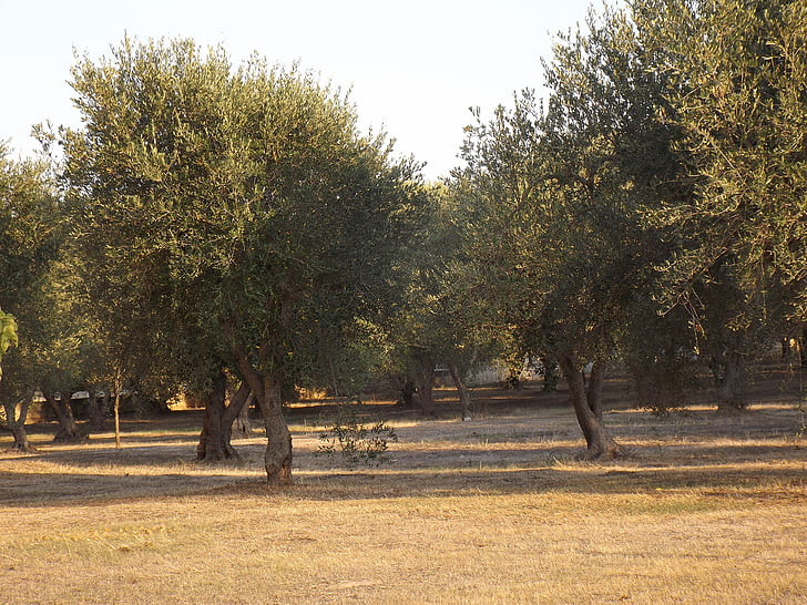 Puglia, olajfák, olajfa-ligetben, zöld, Oliva, olajbogyó növények, olaj