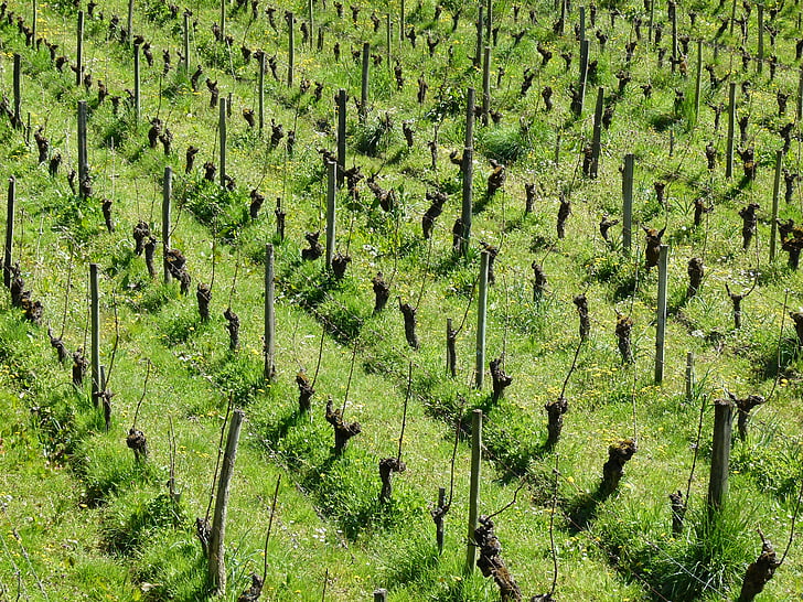 vines, ceps, vineyard, green, nature, france, culture