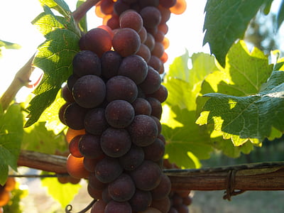 grapes, berries, ripe grapes, crop, grape, fruit, vine