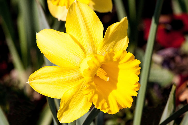 Narcissus pseudonarcissus, Påskelilje, ostergloeckchen, blomstringstid, til påske, forkert narcissus, trompet påskelilje