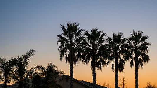 Palm, noix de coco, arbre, nature, en plein air, Sky, coucher de soleil