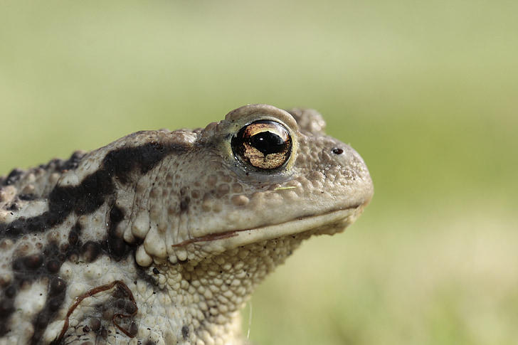 frog, toad, eyes, amphibian, head, portrait, close