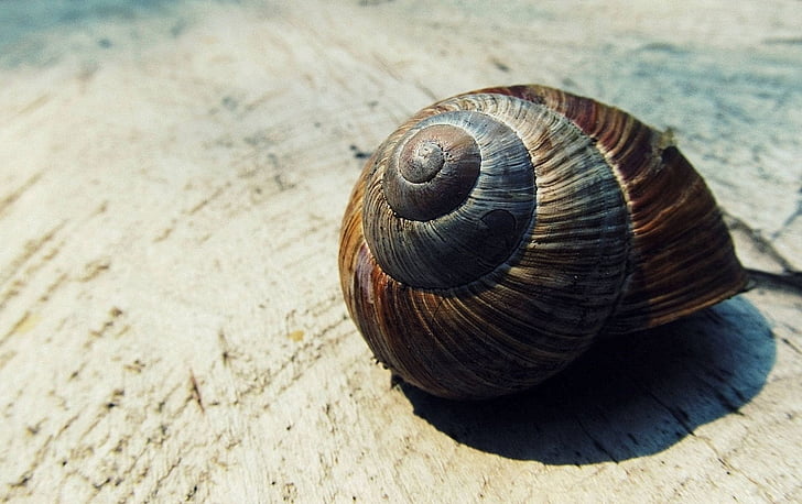 gastropod, nevretenčarji, makro, mollusk, narave, vzorec, morje