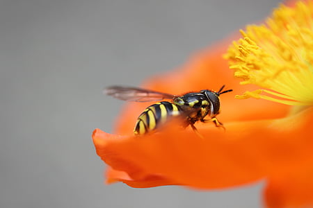 veps, Poppy, insekt, pollinering, dyr, samle nektar, Bee