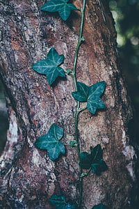 màu xanh lá cây, leafed, thực vật, cây, lá, Thiên nhiên, gỗ