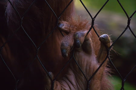 大猩猩, 动物, 猴子, 笼子里, 被囚禁, 手指, 栅栏