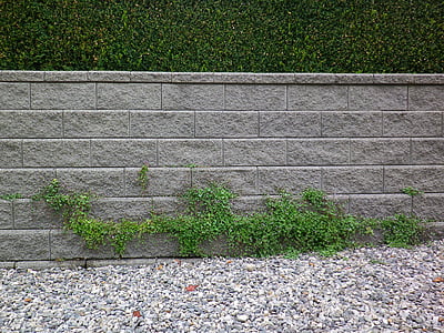 wall, plants, climbing, brick, architecture