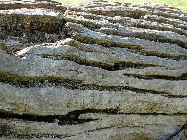 log, old, wrinkled, bark, natural tree trunk