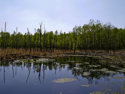 swamp, birch, nature reserve, moor, moorland, water, pond