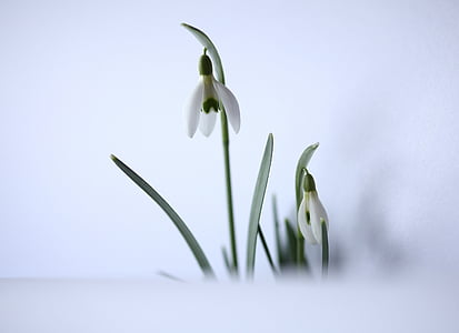 Schneeglöckchen, Vorbote des Frühlings, weiß, Floral, Vorboten des Frühlings, Februar