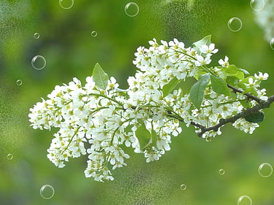 Traube Blüte, Blüte, Bloom, Filiale, weiß, Baum, Anlage