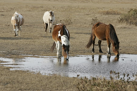 divocí koně, Chincoteague, ostrov, pláž, volně žijící zvířata, Příroda, volně žijících