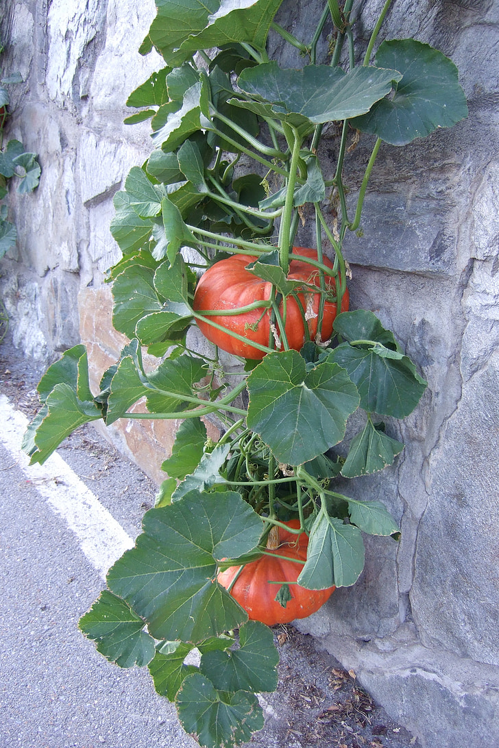 pumpkin, leaves, fruits, nature, color, choose, edible