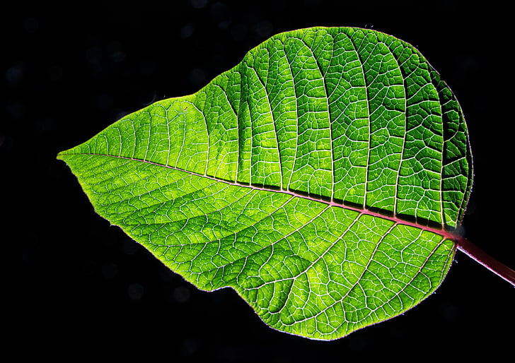 green, leaf, nature, veins
