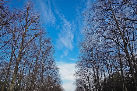 дървета, зимни, гора, природата, пейзаж, настроение, облаците