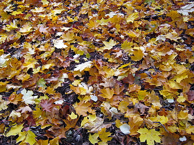 skogbunnen, lønn, blader, høst, dukke, fallet løvverk, farger høsten