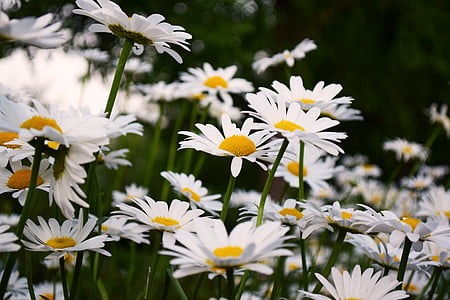 blur, daisies, flowers, petals, stems, nature, daisy