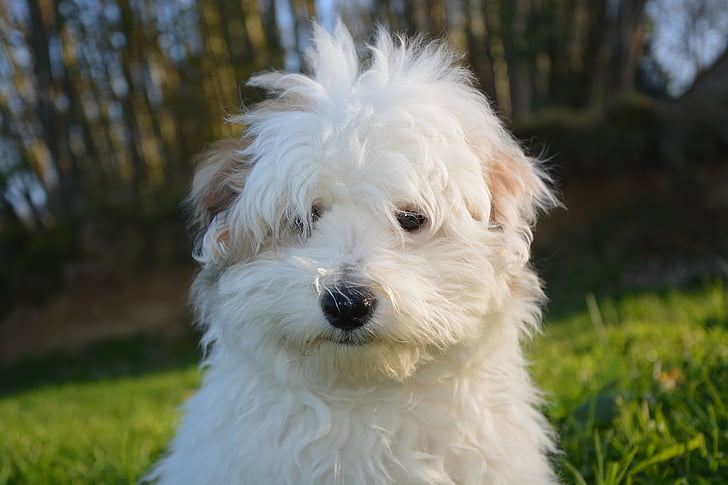 chiot, chien, blanc, animaux, animal domestique, coton tulear, animal