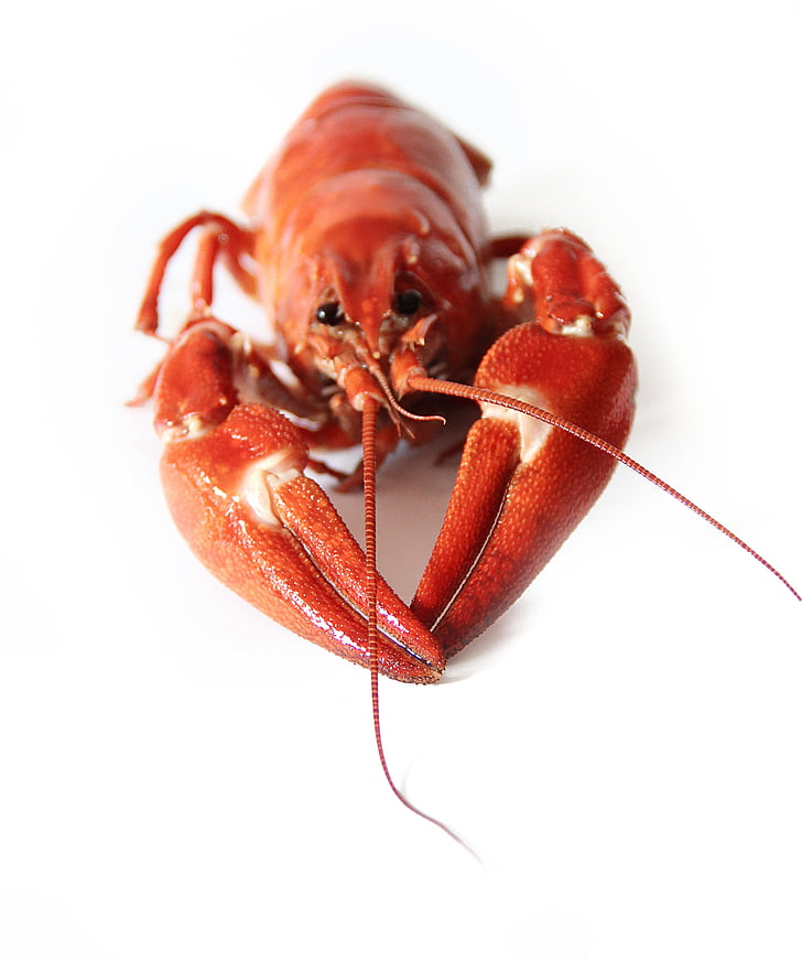 crayfish, crustacean, red, seafood