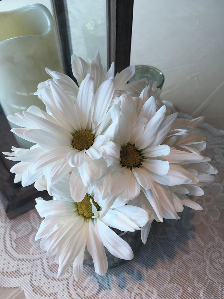 White daisy, puķe, centra daļas, vienošanās