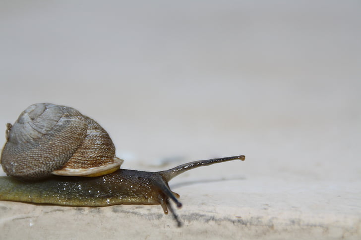 puž, sporo, koji se kreće, ljuska, ljigavo, beskralješnjaka, gastropod