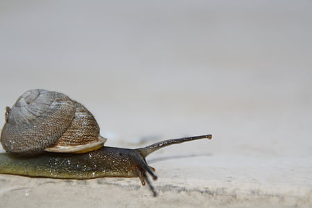 snail, slow, moving, shell, slimy, invertebrate, gastropod