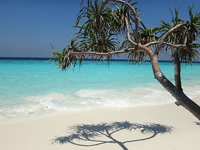 Maldive, spiaggia, mare, Paradiso, Palma