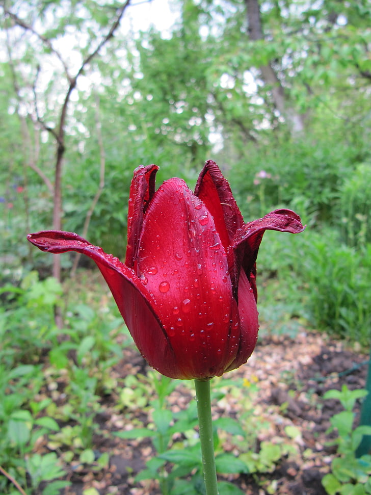 Tulipan, kwiat, czerwony, Rosa, piękne, Kwiat ogród, ogród