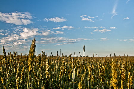 trigo, campo, dia, céu, grão, crescimento, agricultura