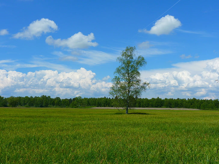 tree, landscape, meadow, sky, clouds, idyll, rest