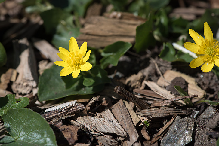 Celidonia, giallo, natura, fiore, Blossom, Bloom, primavera-Celidonia