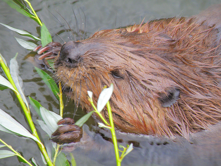 Beaver, jyrsijä, luontokuvaukseen