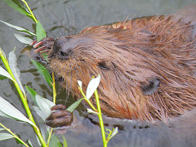Beaver, jyrsijä, luontokuvaukseen