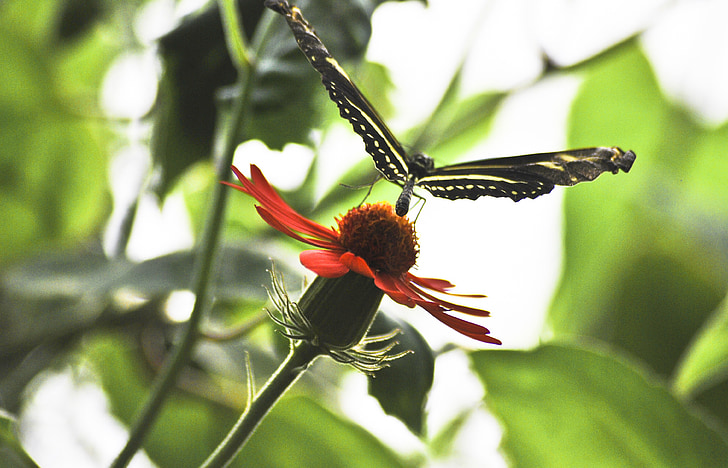 metulj, narave, insektov, naravne, krilo, cvet, prosto živeče živali