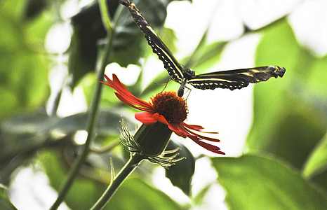 sommerfugl, natur, insekt, naturlige, Wing, blomst, Wildlife
