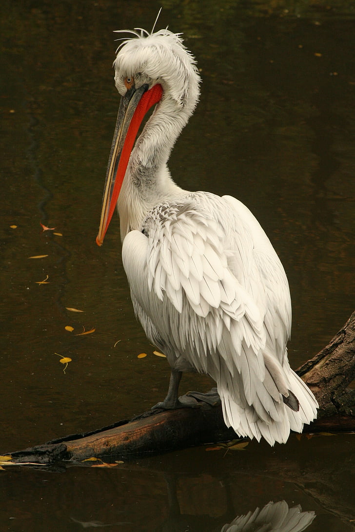 pelican, zoo, animal, waterfowl, bird, one animal, animal themes