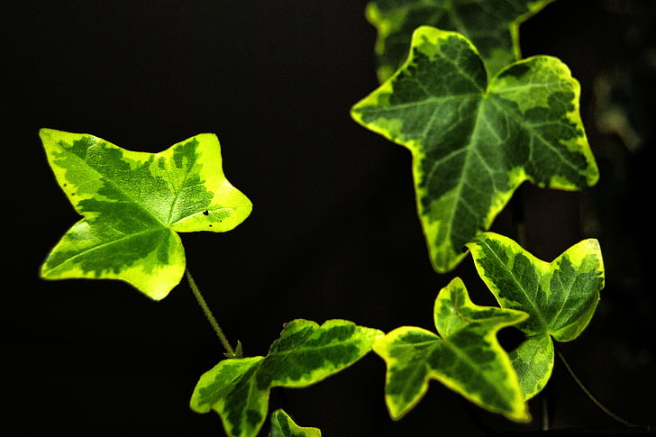 Ivy, daun, pendaki, hijau, daun ivy, entwine
