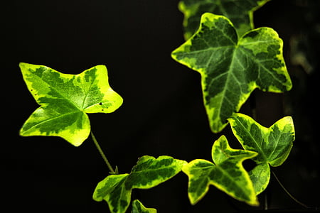 Ivy, listy, horolezec, Zelená, Ivy leaf, zapliesť