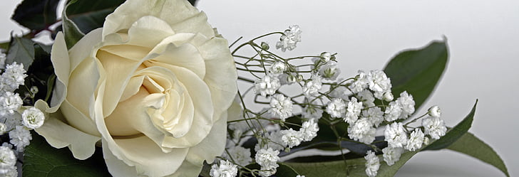 róże, Róża Kwiat, kwiaty, biały, gipsówki, kwiat, Natura