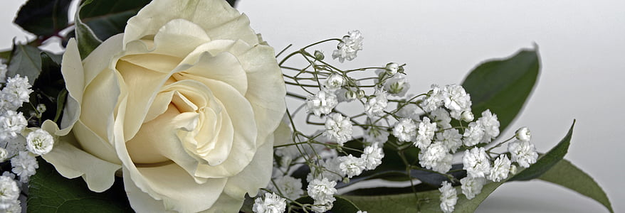 mawar, bunga mawar, bunga, putih, Gypsophila, bunga, alam