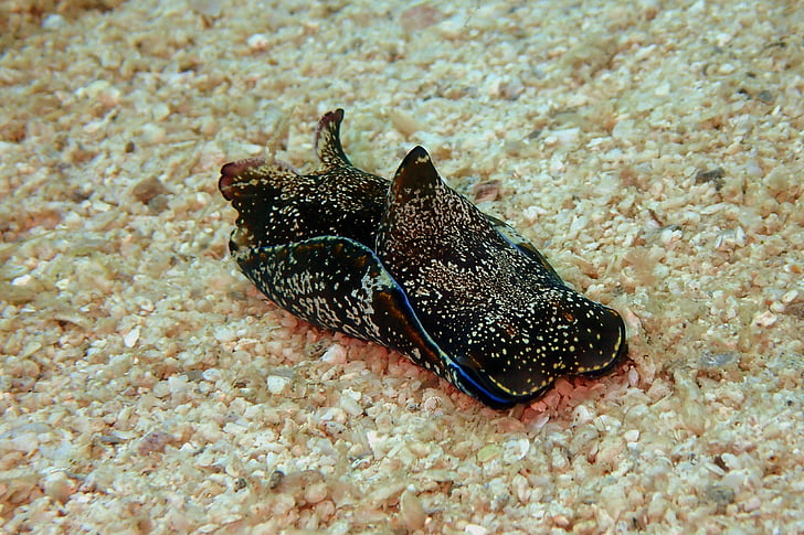 thỏ biển, Sea slug, tôi à?, nudibranch, dưới nước, sống ở biển, invertebrate