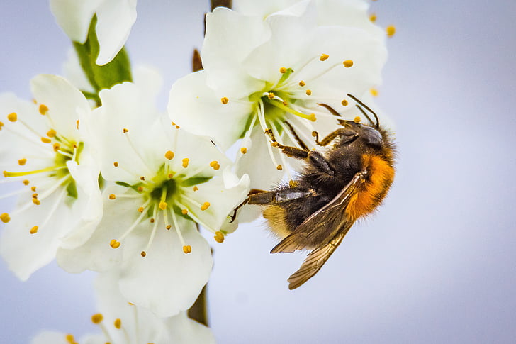 Hummel, Bombus, Blossom, Bloom, insect, dier, Tuin