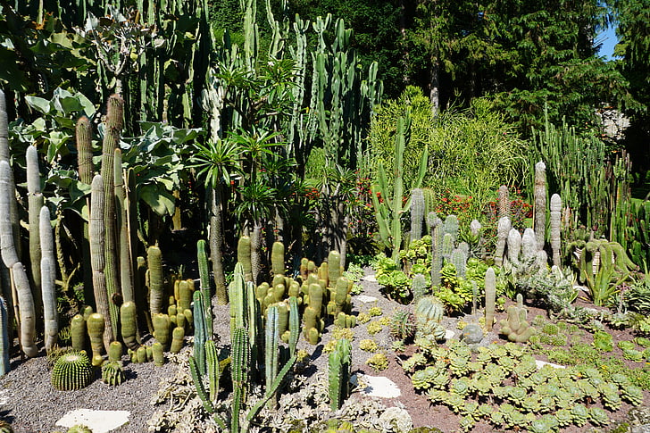 cacto, verde, planta, jardim botânico, Überlingen