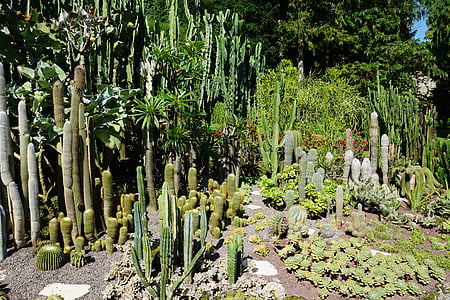 Kaktus, zielony, roślina, ogród botaniczny, Überlingen