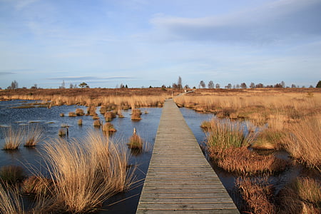 moor, moorland, away, nature conservation, nature, moist, reed