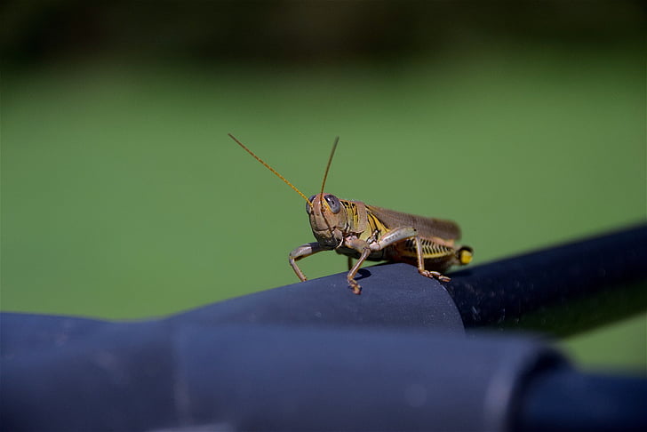 grasshopper, insect, nature, bug, green, wildlife, fauna